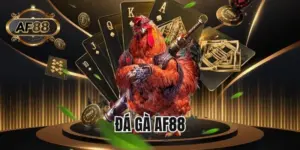 Đá gà AF88 - Đấu trường chọi kê kịch tính nhất năm 2025